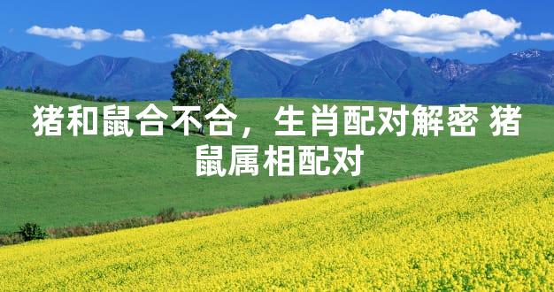 猪和鼠合不合，生肖配对解密 猪鼠属相配对